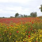 Coquelicots en Toscane.