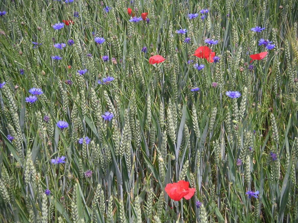 coquelicots et bleuets