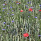 coquelicots et bleuets