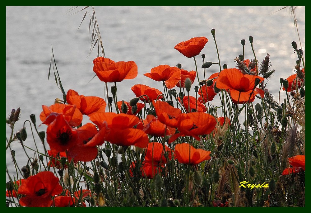 coquelicots et la mer