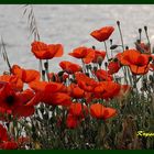 coquelicots et la mer