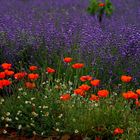 Coquelicots et lavandins