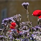 Coquelicots et phacélies