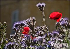 Coquelicots et phacélies