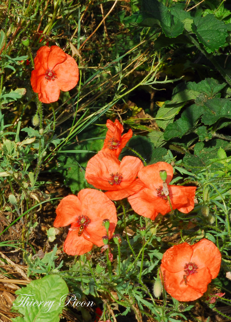 Coquelicots