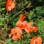 Coquelicots