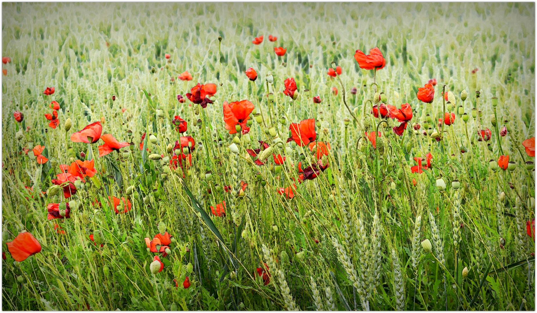 coquelicots