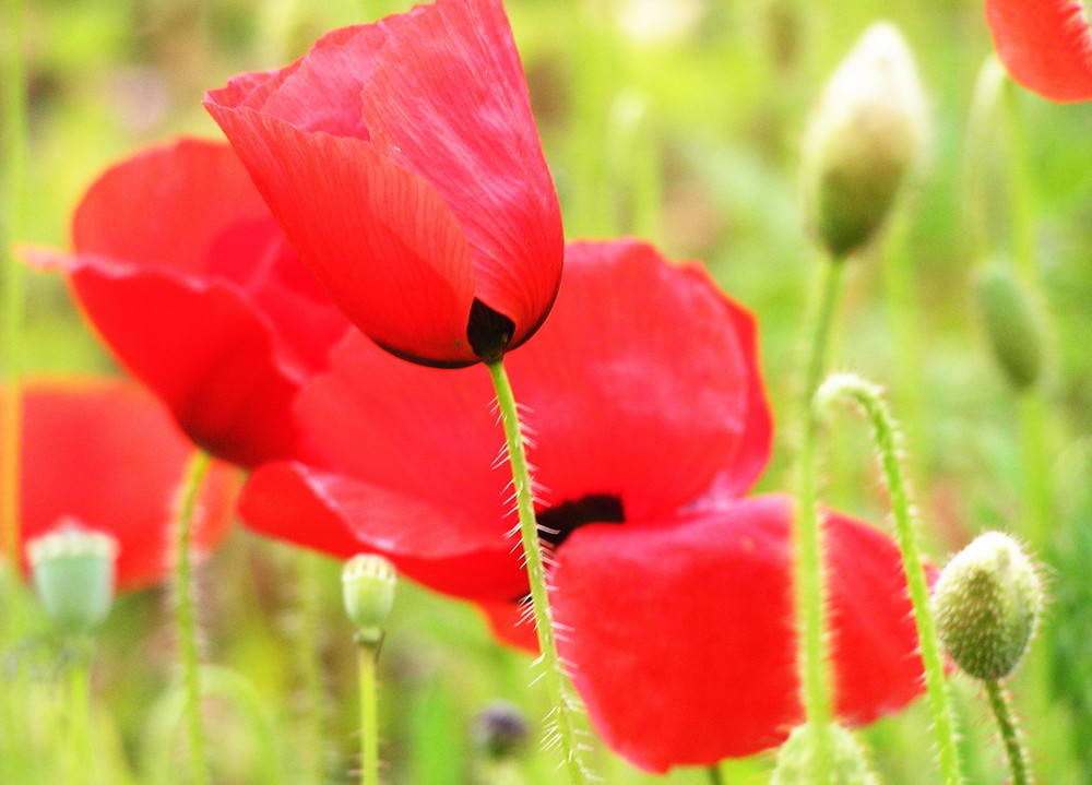 Coquelicots