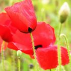 Coquelicots