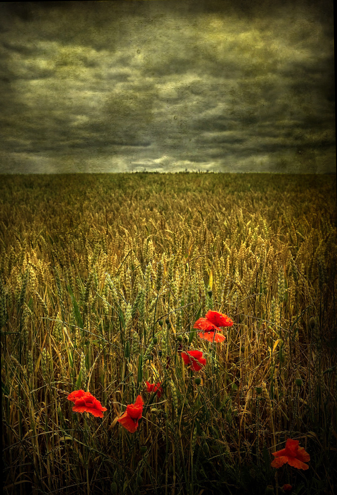 Coquelicots