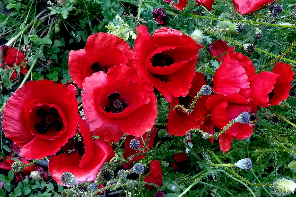 Coquelicots I