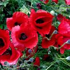 Coquelicots I