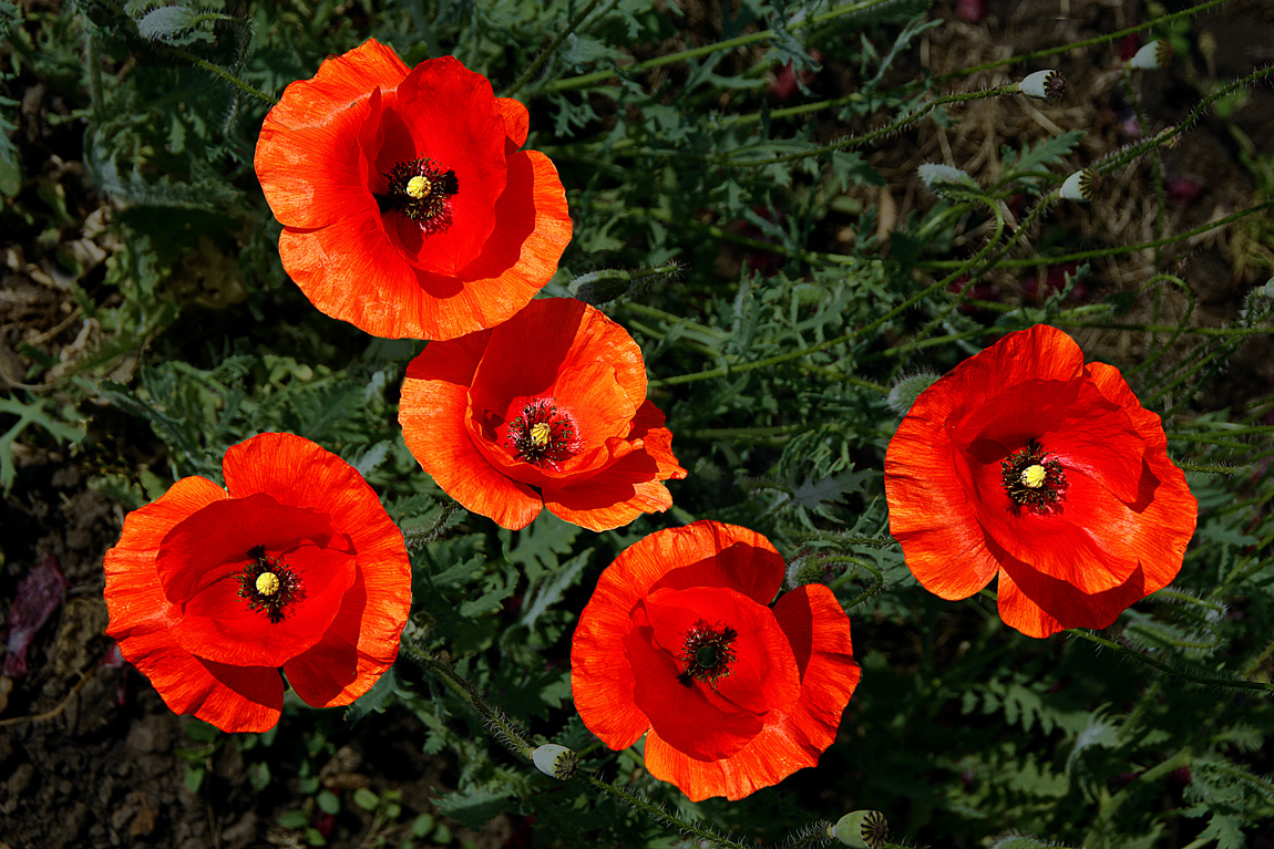 Coquelicots II