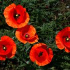 Coquelicots II