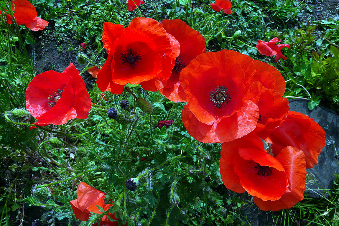 Coquelicots III
