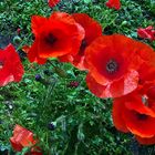 Coquelicots III