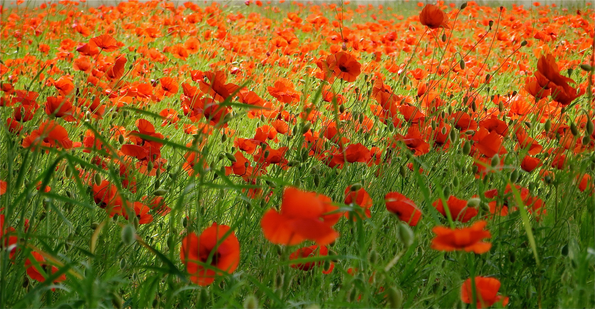 ... coquelicots - impressiones !!!...1