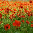 ... coquelicots - impressiones !!!...1