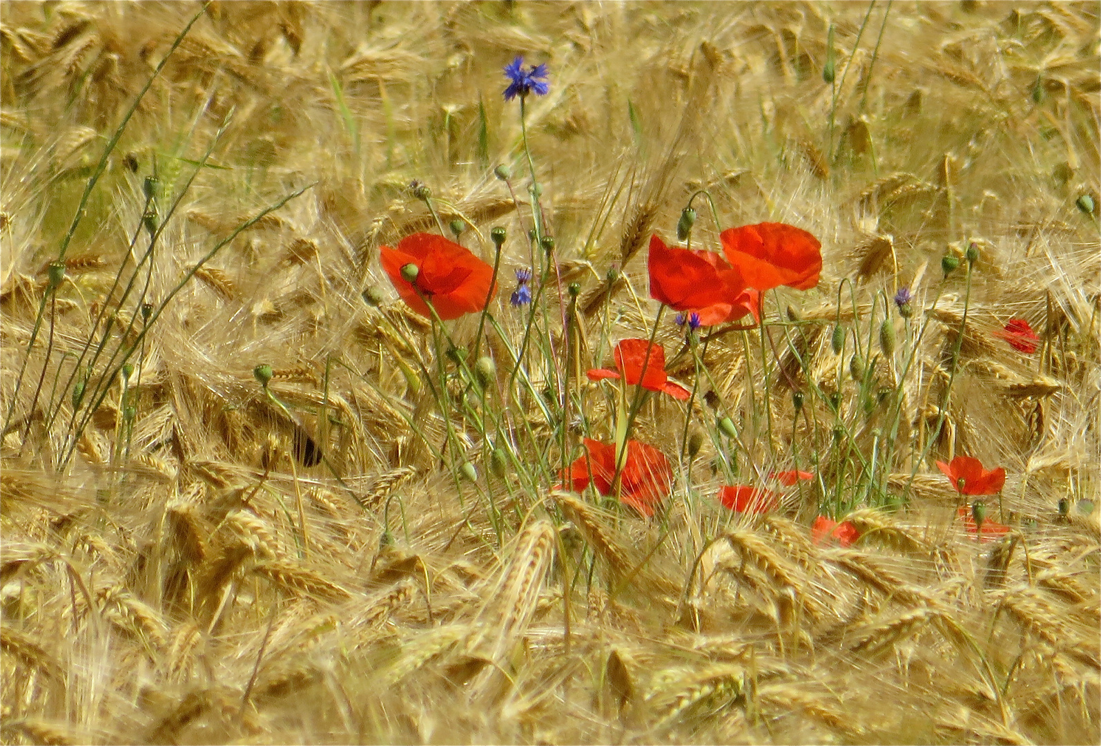 ... coquelicots - impressiones !!!...3