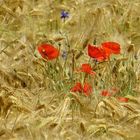 ... coquelicots - impressiones !!!...3