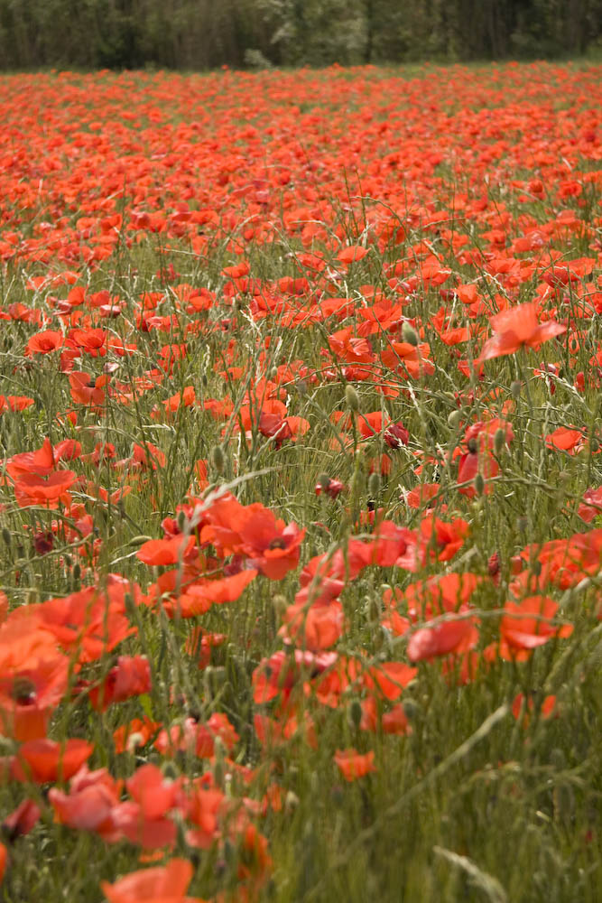 Coquelicots in der Provence