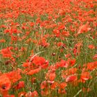 Coquelicots in der Provence