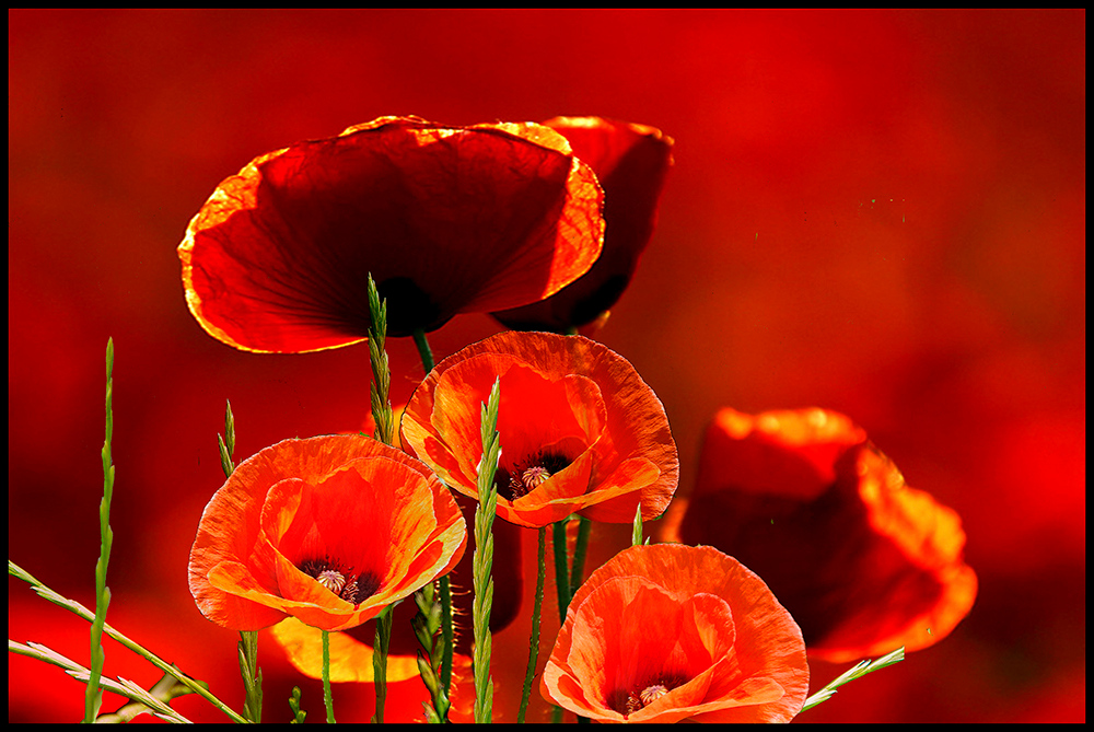 COQUELICOTS... LE RETOUR