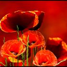 COQUELICOTS... LE RETOUR