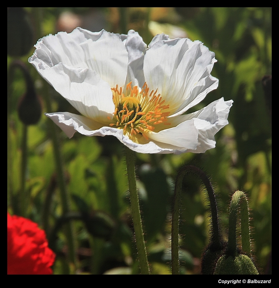 " Coquelicots ou pavôts ?? dans les massifs de la mairie "