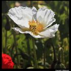 " Coquelicots ou pavôts ?? dans les massifs de la mairie "