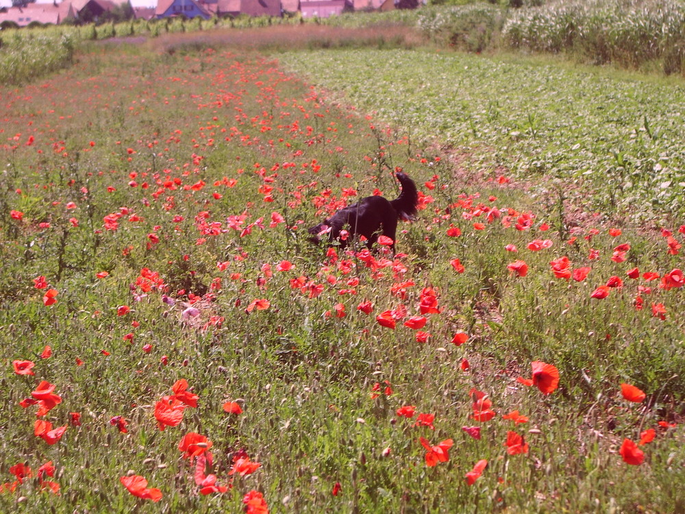 Coquelicots, philtre rouge