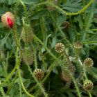 Coquelicots - Poppies