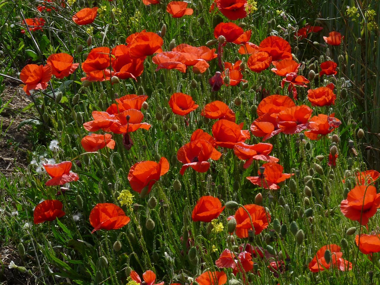 Coquelicots pour les mamans