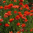 Coquelicots pour les mamans