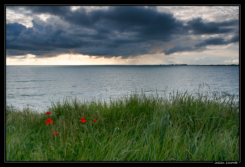 Coquelicots salés