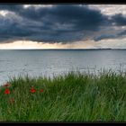 Coquelicots salés