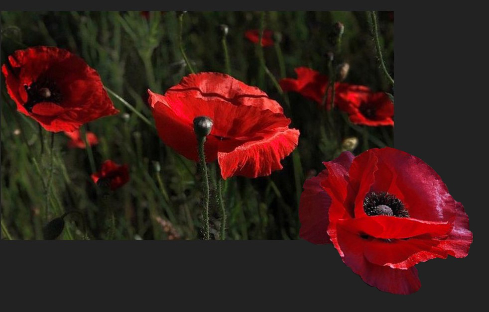 COQUELICOTS, SOUVENIRS DE NOS TENDRES ANNEES