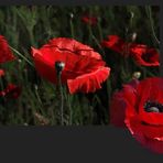 COQUELICOTS, SOUVENIRS DE NOS TENDRES ANNEES