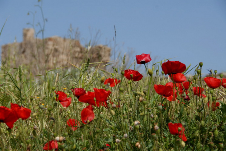 coquelicots, sud Grèce