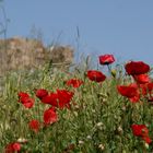 coquelicots, sud Grèce