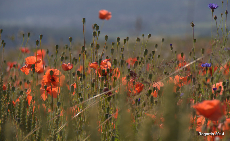 coquelicots suisses