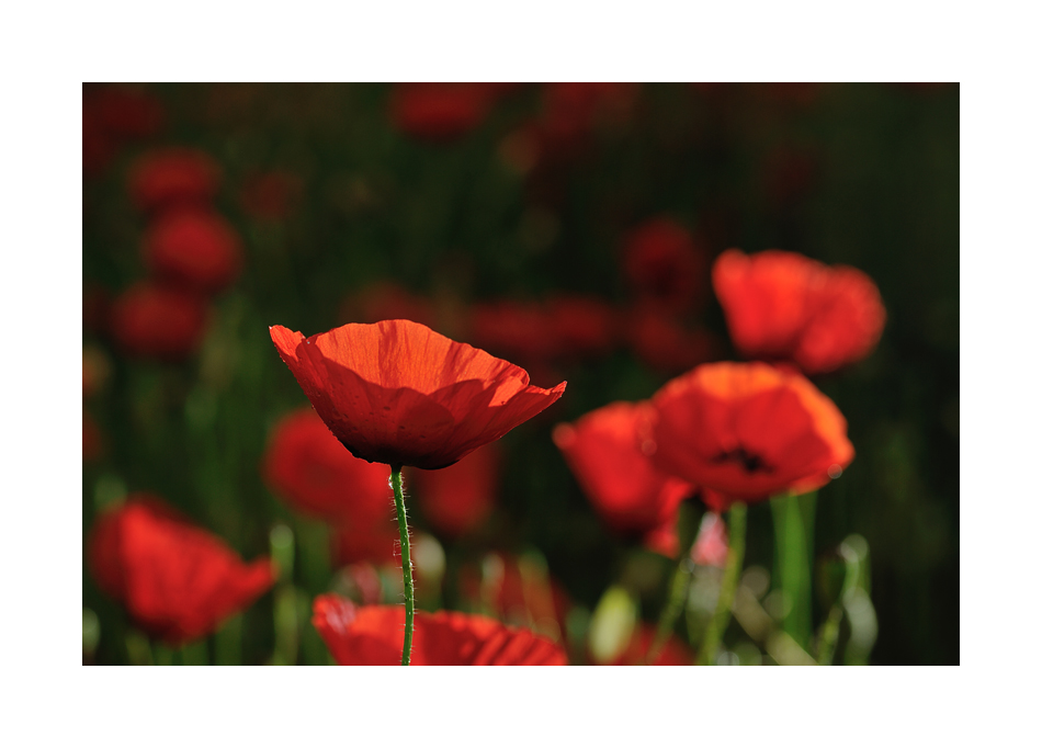 coquelicots toujours