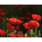 coquelicots toujours