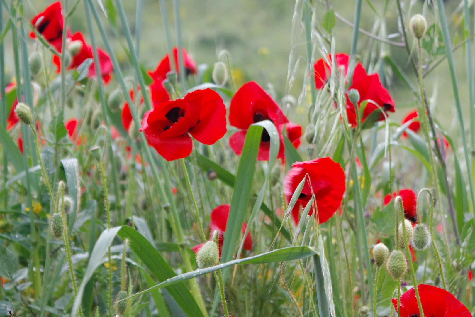 coquelicots turcs