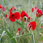 coquelicots turcs