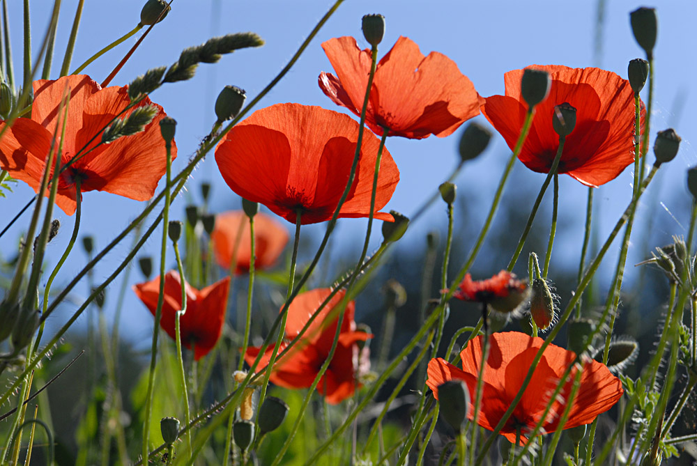 Coquelicots1