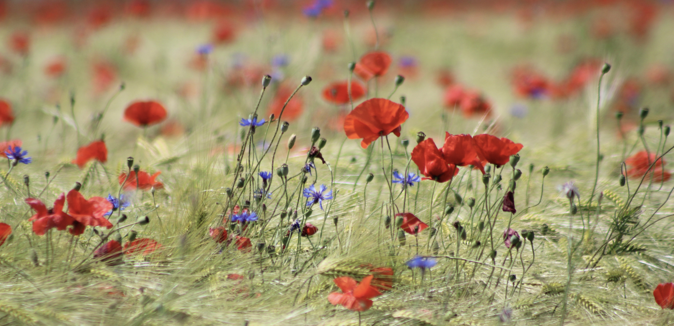 ... Coquelicots+Bluets!!!...