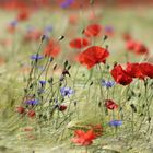 ... Coquelicots+Bluets!!!...