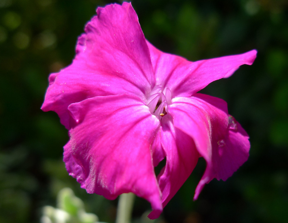 Coquelourde des jardins