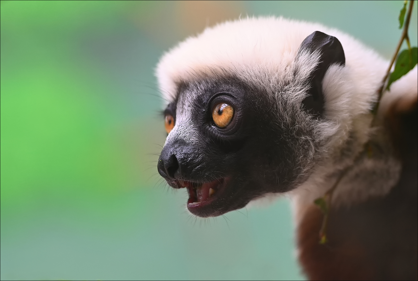 Coquerel-Sifaka